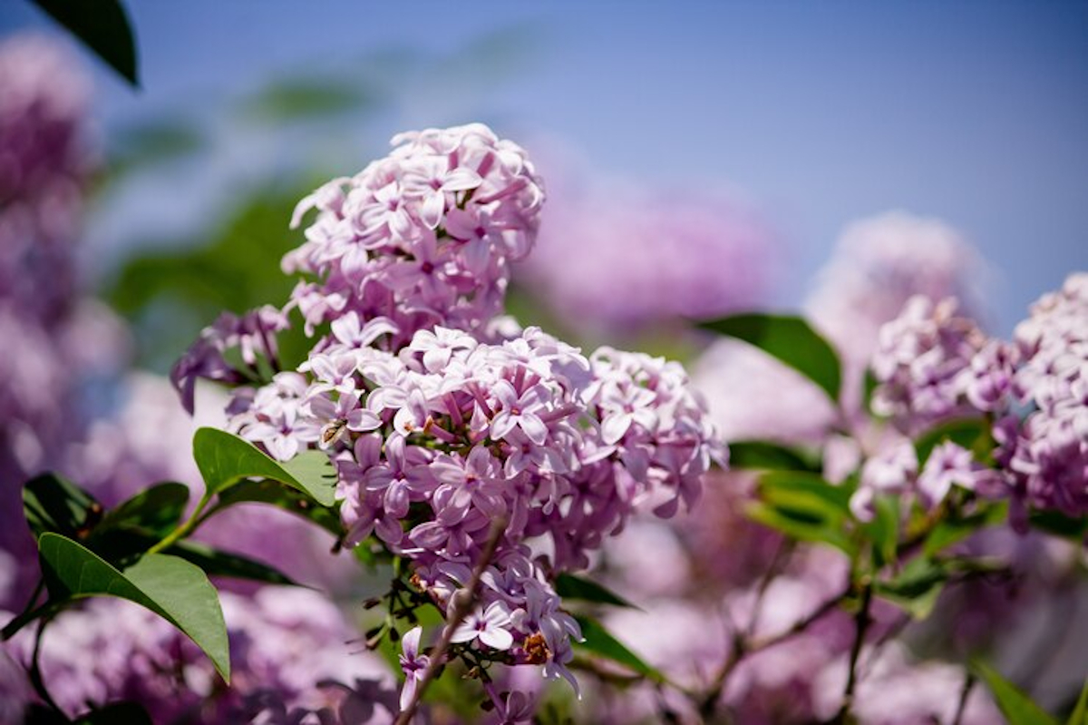 bouture de lilas