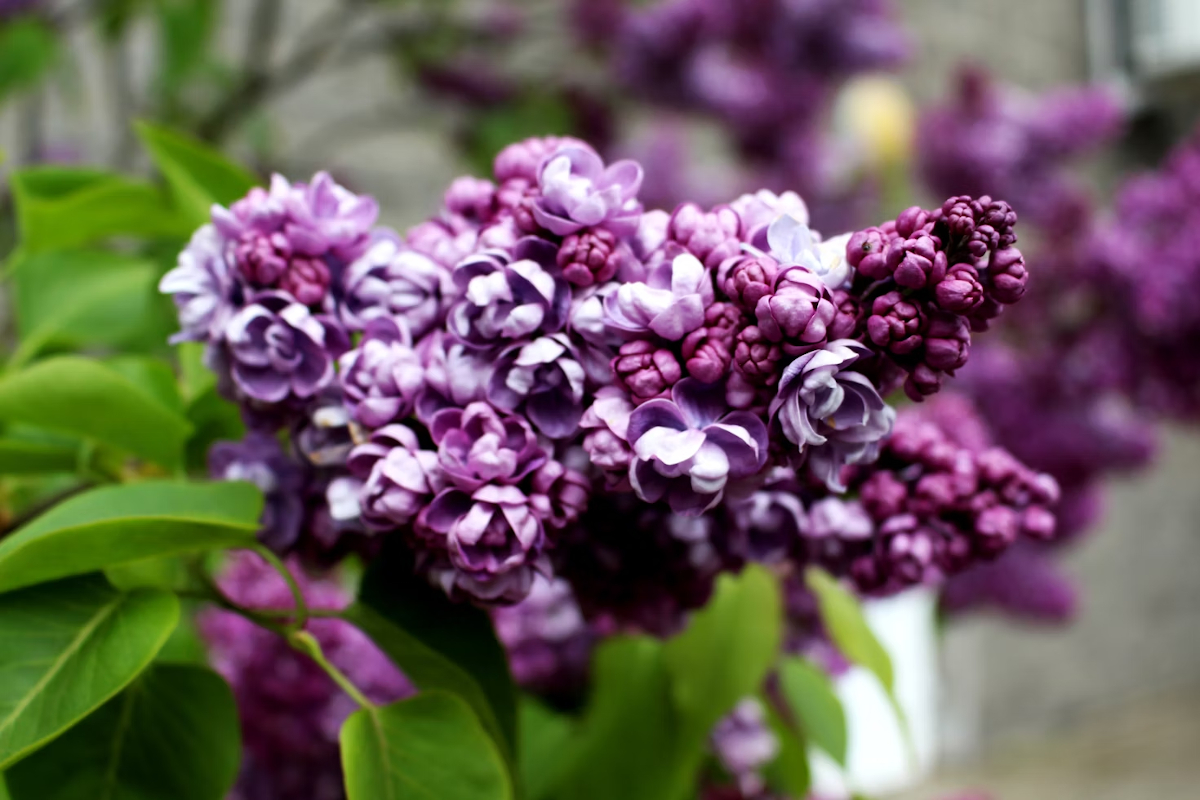 jardiniers amateurs lilas